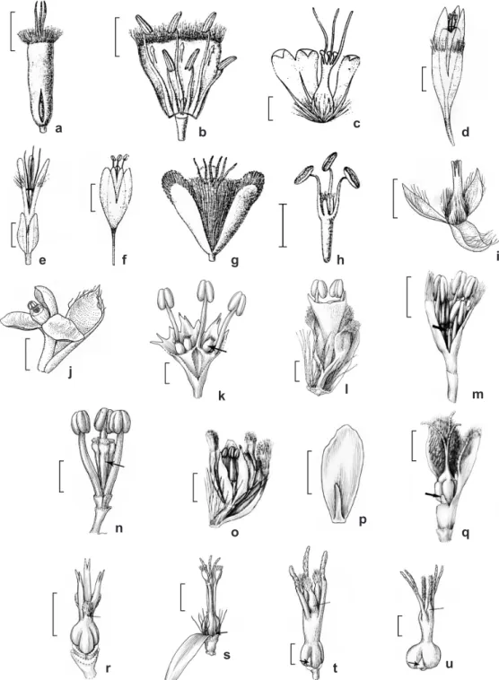 Figure 3  ‒  Flowers of Eriocaulaceae  ‒  a-b. Mesanthemum auratum  ‒  a. pistillate flower; b