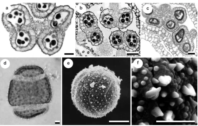 Figure 4  ‒  Characters of anthers (transverse sections) and pollen in Eriocaulaceae  ‒  a