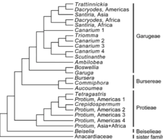 Figure 1 – Generalized phylogeny of Burseraceae  with expanded sample, but with similar methods and  the same genes as reported in Weeks  et al
