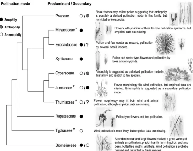 Figure 1 – Distribution of the predominant pollination mode (abiotic or biotic) in each family and the likely secondary  pollination mode in Bromeliaceae, Cyperaceae, and Poaceae along the phylogenetic hypotheses of the Neotropical  Poales