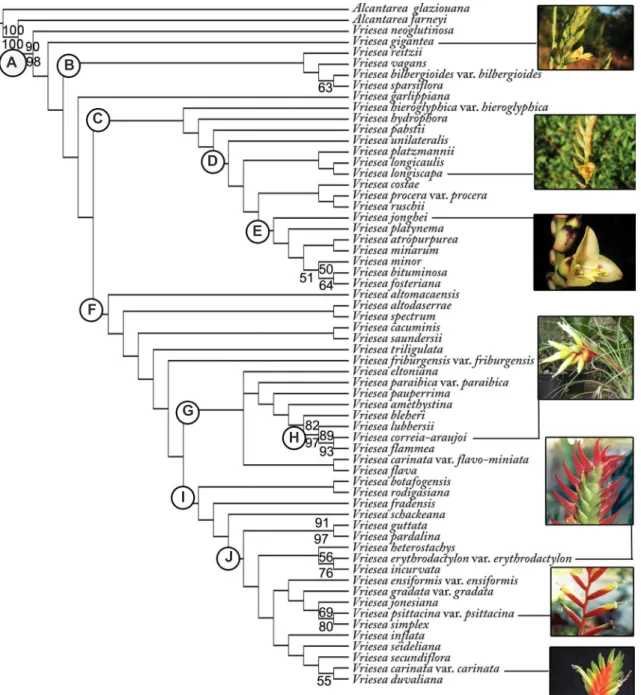 Figure 2 – Resulting tree as a hypothesis of relationships among species of Vriesea and Alcantarea as outgroup