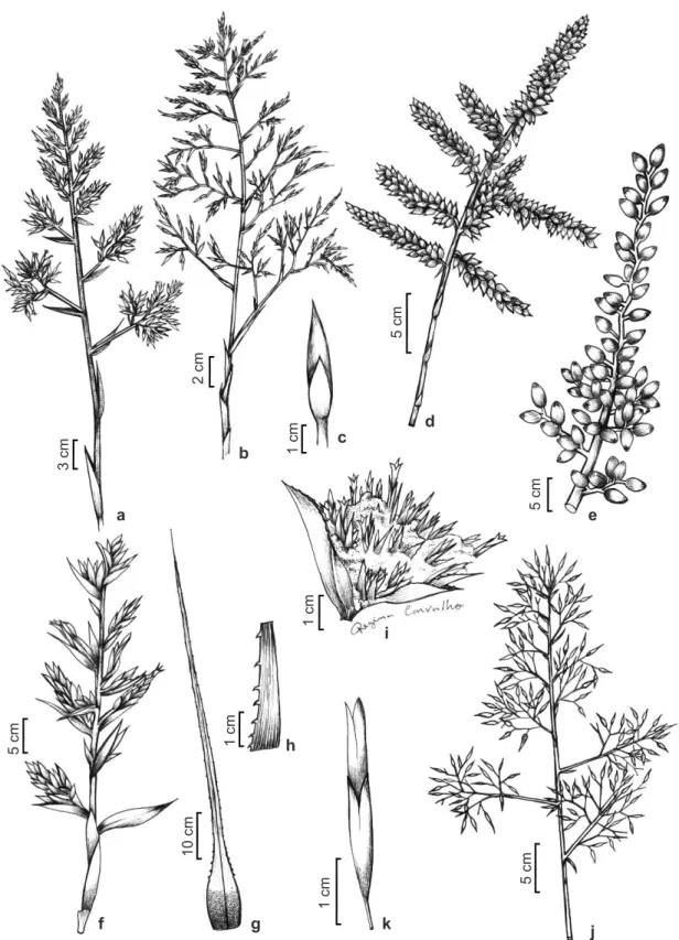 Figure 2 – Species of the Aechmea. a. A. emmerichiae – inflorescence. b-c. A. eurycorymbus – b