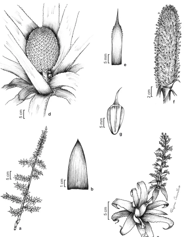 Figure 3 – Species of the Aechmea. a. A. maranguapensis – inflorescence. b. A. marginalis – part of the leaf blade