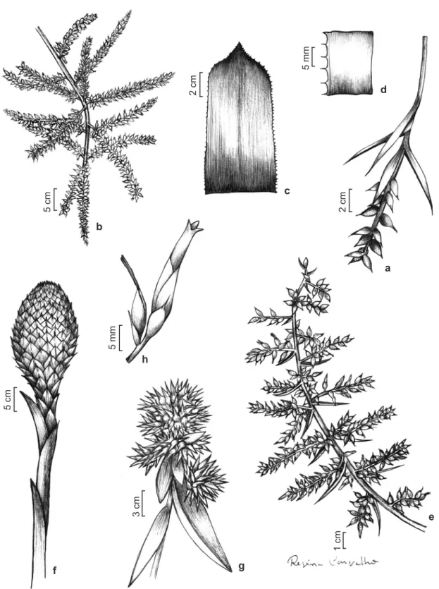 Figure 4 – Species of the Aechmea. a. A. nudicaulis var.  nordestina – inflorescence. b-d