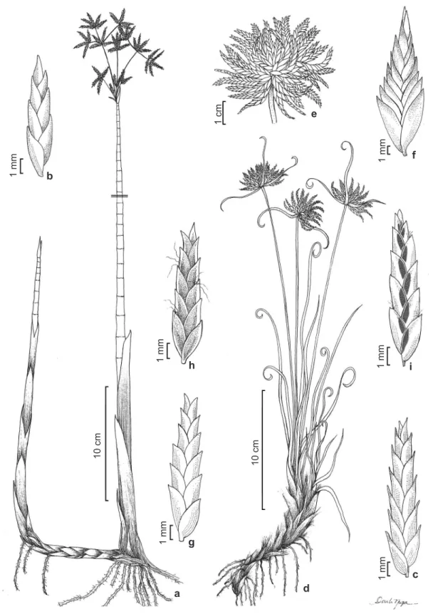 Figure 4 – a-b. Cyperus articulatus – a. habit; b. spikelet. c. C. compressus – spikelet