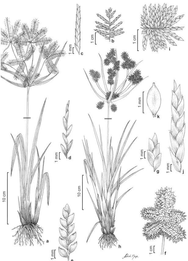 Figure 5 – a-c. Cyperus digitatus – a. habit; b. spike; c. spikelet. d. C. distans – spikelet