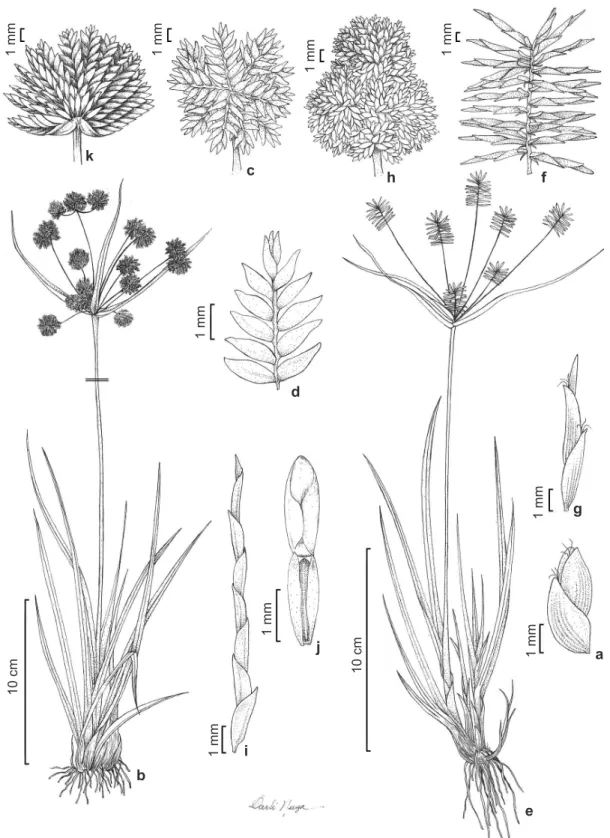 Figure 2 – a. Cyperus aggregatus – spikelet. b-d. C. entrerianus – b. habit; c. glomerule; d