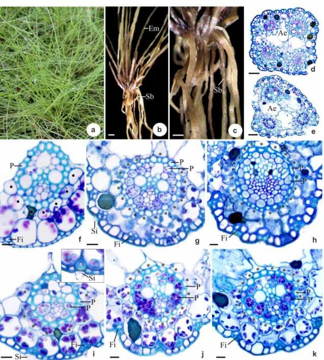 Figure 1 – Morphological and anatomical aspects of emerged and submerged scapes of  Eleocharis minima  Kunth