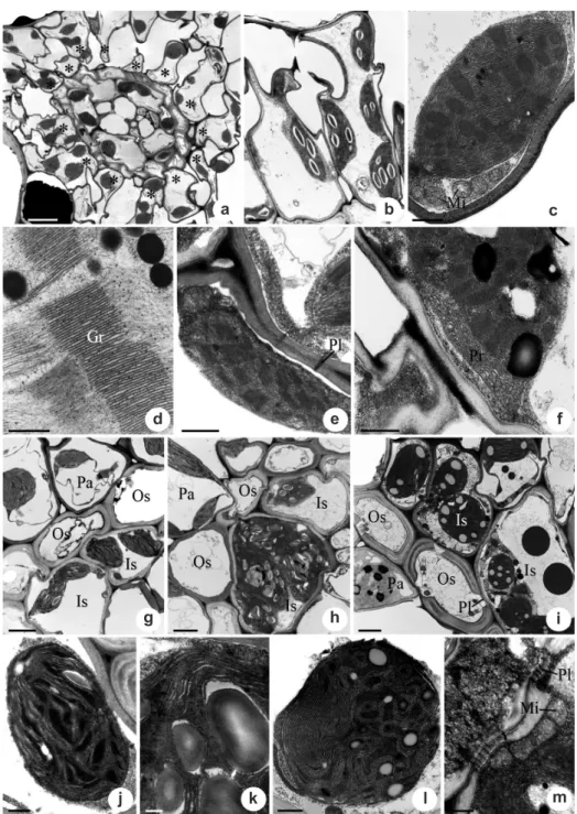 Figure 1 –  a-f. transmission electron micrographs of leaves of Cyperaceae species with Kranz anatomy in transverse sections  showing the radiate parenchyma cells (PCA)