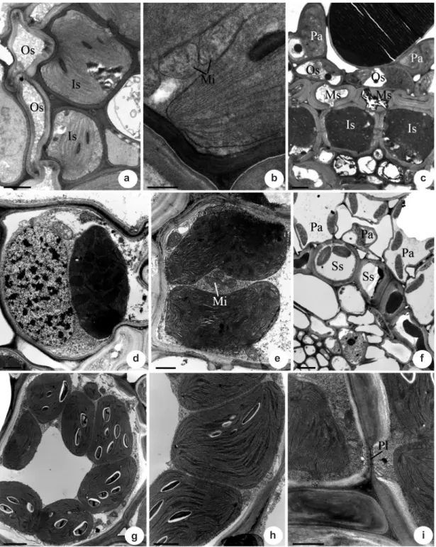 Figure 2 – Transmission electron micrographs of leaves of Cyperaceae species with Kranz anatomy in transverse sections  showing the vascular bundle sheaths cells