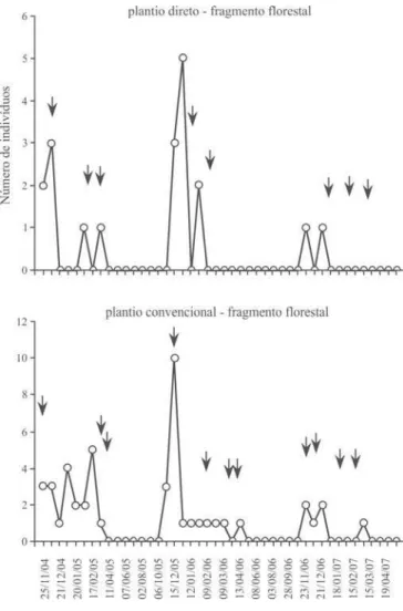 Fig. 4. Flutuação populacional da espécie Odontochila nodicornis, no fragmento florestal nas duas áreas, Guaíra-SP