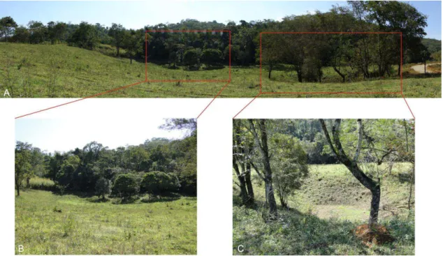 Figura 2: Localização: UTM: 433977,9/7750981,3 (Pains). A) Foto panorâmica mostrando duas  dolinas  de  dissolução,  próximas;  ao  fundo,  afloramento  calcário  com  cobertura  vegetal