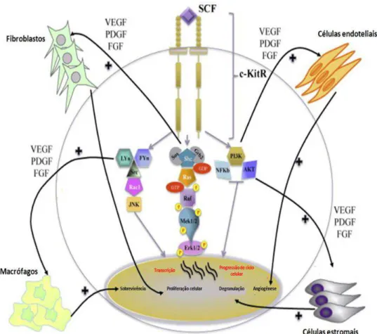 Figura  2  –  Desenho  esquemático  representando  o  mastócito  e  as  vias  celulares  ativadas  a  partir  da  ativação  do  receptor KIT (c-KitR) pelo fator de células-tronco (SCF, stem cell factor) (adaptado de Marech et al., 2014)