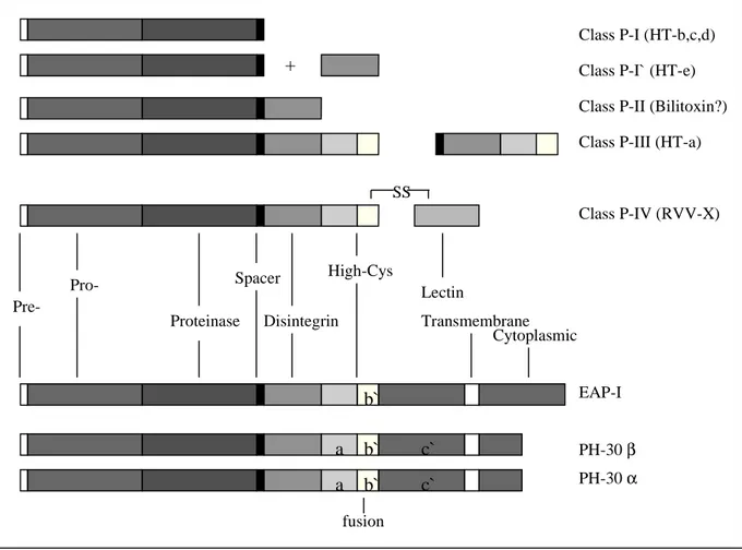 Figura 1 - Classificação das metaloproteinases de venenos de serpentes (Hite e  cols., 1994)