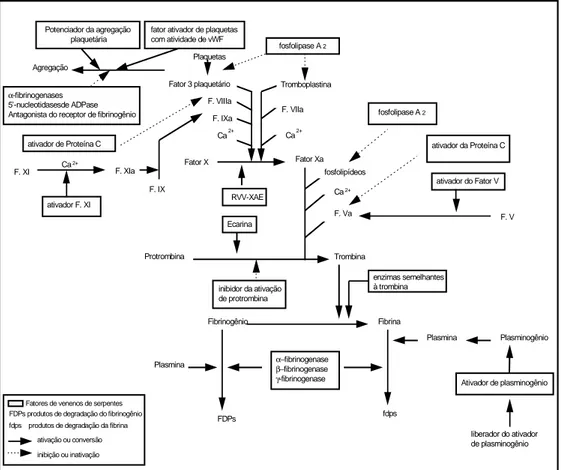 Figura 2 - Mecanismo de ação dos fatores de serpentes que afetam o sistema  de coagulação (Ouyang e cols., 1992)
