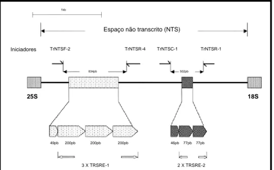 Figura 1: Representação esquemática da região do espaço não transcrito (NTS)  do  isolado  de  T