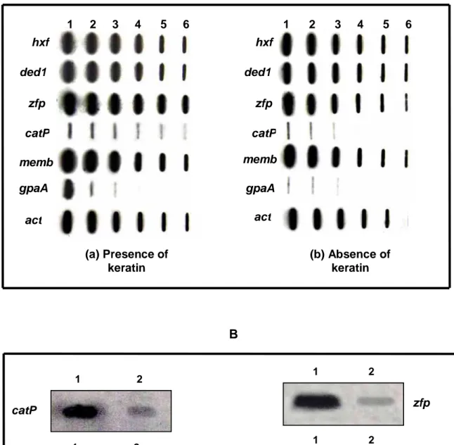 Figure 3  ded1     catP memb gpaA keratin keratinAact1     2     3     4      5     6hxfzfp(a) Presence of 1      2      3     4      5     6hxfded1zfp    catPmembgpaA(b) Absence ofact B gpa 1                   2  1                   2catP   1             
