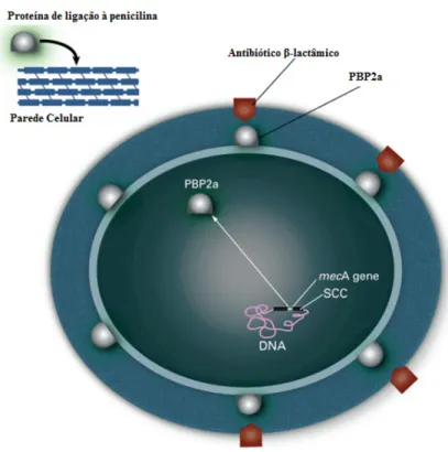 Figura 3. Representação esquemática da localização do gene mecA e da localização da proteína PBP2a