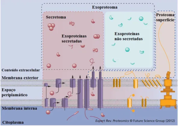 Figura 6. Ilustração dos conceitos de secretoma, exoproteoma e proteoma da superfície celular num modelo  bacteriano Gram-negativo (Adaptado de Armengaud J., 2012) [87]