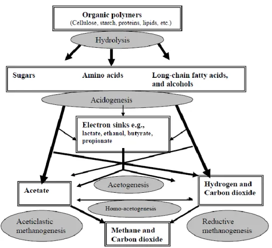 Figura 9: Esquema geral dos processos de digestão anaeróbias, com as estapas e os componentes intervenientes  (Parawira 2004) 