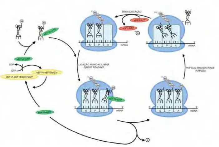 Figura 2. Ciclo da elongação da tradução em eucariotos. A elongação da tradução  apresenta as seguintes etapas: transferência do tRNA aminoacilado por eEF1A-GTP  para o sítio A do ribossomo; reciclagem de eEF1A-GDP por eEF1B(); formação da  ligação pept