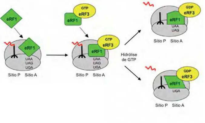 Figura 3. Reação de terminação da tradução. O término da tradução consiste no  reconhecimento do códon terminador por eRF1; bloqueio da entrada de um novo  tRNA; liberação da cadeia polipeptídica e das subunidades ribossomais por eRF3  (adaptada de F AN -M