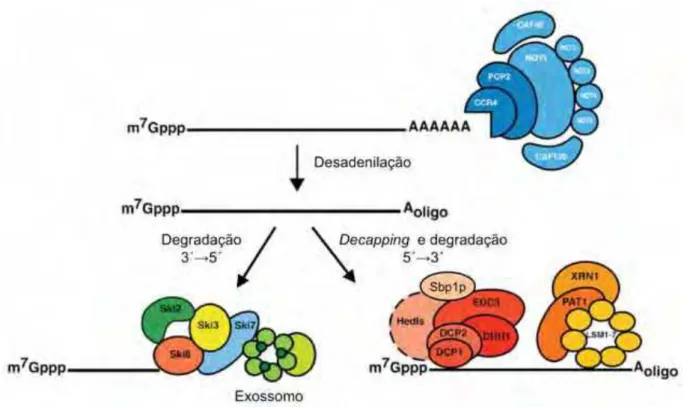 Figura 6. Principais vias de degradação do mRNA eucariótico. O mRNA é  primeiramente submetido à remoção da cauda de poli(A) +  pelo complexo  Ccr4/Not1-5/Pop2, posteriormente este pode ser degradado por uma das vias mostradas