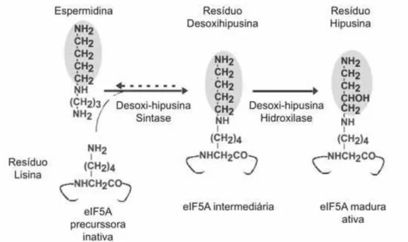 Figura 1. Via de biossíntese do resíduo de aminoácido hipusina em eIF5A. A  modificação pós-traducional que ocorre em eIF5A está mostrada simplificadamente
