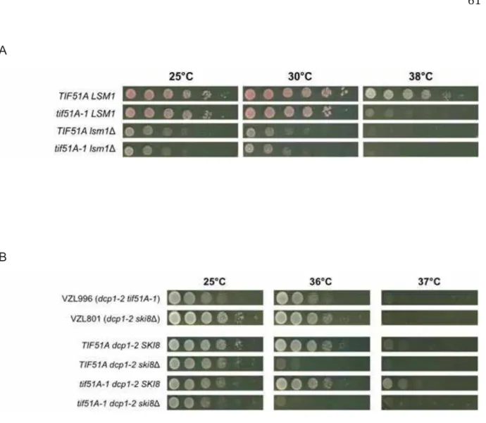 Figura 5. Os mutantes duplo tif51A-1lsm1 Δ  e triplo tif51A-1dcp1-2 ski8 Δ  não apresentam  interação genética sintética