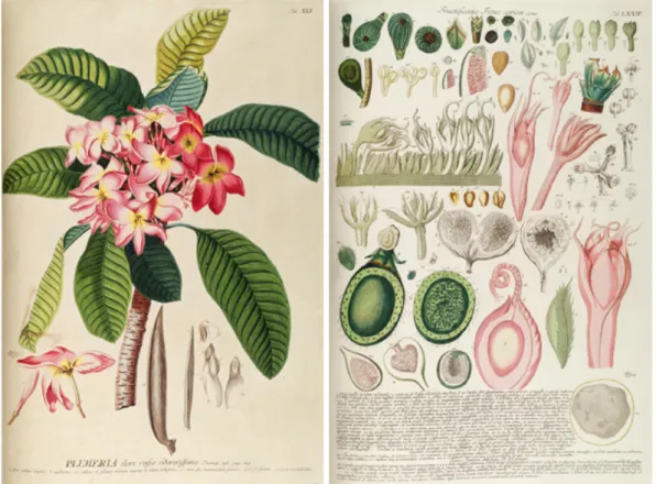 Fig. 06 - Georg Dionysios Ehret -  Plantae selectae  1750-9 - gravura em metal colorida 