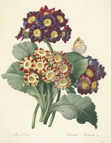 Fig. 08 –  Choix des plus belles fleurs  (1833)  -  Redouté        Florilégio -  stipple  colorido 