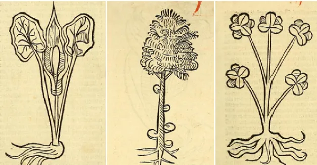 Fig. 14 - Detalhes, gravuras xilográficas do Incunábulo  Ortus Sanitatis  de 1497 