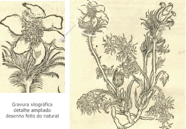 Fig. 15 - Xilogravura de Weiditz do livro  Herbarum vivae eicones  de Brunfels – 1530 