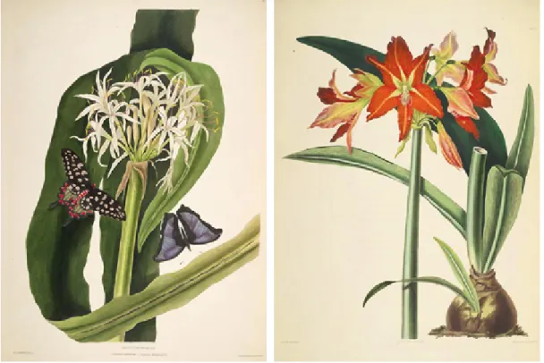 Fig. 23 -  Hexandrian Plants  (1831-1834), gravura em metal impressa por R.Havell - coloridas a mão,  referentes às pinturas da Sra
