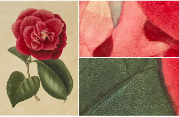 Fig. 14 - Gravura em metal  stipple  do livro  Iconographie de genre camellia  de 1843 –   cor impressa e colorida a mão  