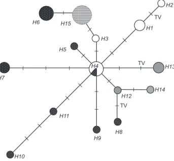 Figure 4. Median-joining network of Scapteromys aquaticus. Num- Num-bers following the haplotypes sequence listed in Table I