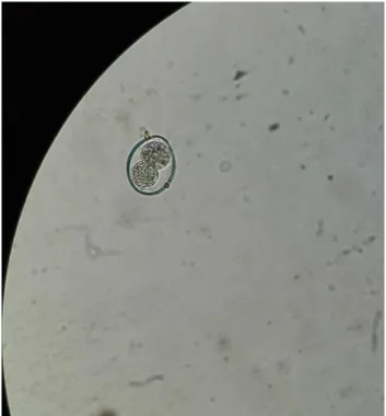 Figura 14. Oocisto esporulado de Cytoisospora spp. (ampliação de 400x). 