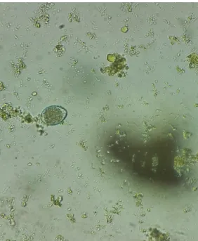 Figura 16. Oocisto não esporulado de Cytoisospora spp. (ampliação de 400x). 
