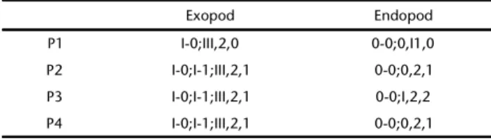 Table I. Setal formula for the P1-P4 swimming legs of Quinquelaophonte aestuarii sp. nov