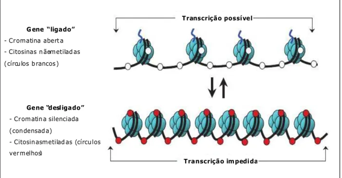 Figura   2   -  Esquema   das   alterações   reversíveis   na   organização   da   cromatina   que  influenciam a expressão do gene