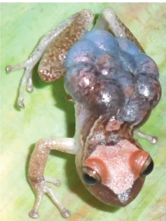 Figure 9. Female Fritziana ulei (ZUFRJ 13337). Note the dorsal colo- colo-ration pattern and the arrangement of the eggs.