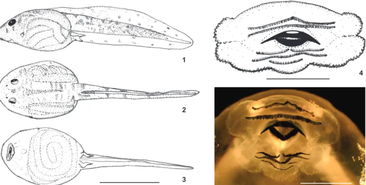 Table I. Measurements of Proceratophrys izecksohni larvae. Measurements for the illustrated tadpole (UNIRIO 4010, stage 35) with mean ± standard deviation (SD) are provided below as well as the range among the tadpoles used in the description (n = 10, stag