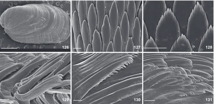 Table 1. Comparison among Berthellina from Brazil.