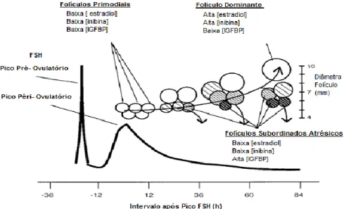 Figura 3. Dinâmica Folicular. Adaptado Austin et al. (2001) 