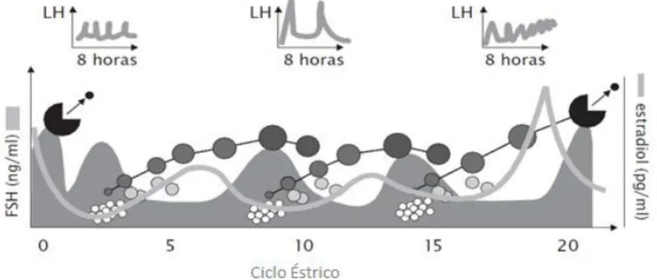 Figura 4. Efeito das frequências do pulso de LH na onda de desenvolvimento folicular. Adaptado de Intervet (2007)