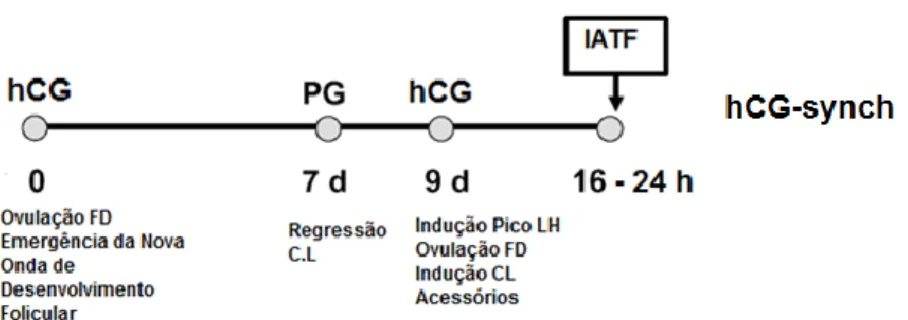 Figura 7. Protocolo hCG-synch. Adaptado de Cavalieri et al. (2006) 