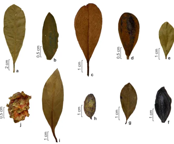 Figura 2 – a-b. Buchenavia hoehneana – a. folha, b. fruto. c-d. B. kleinii – c. folha, d