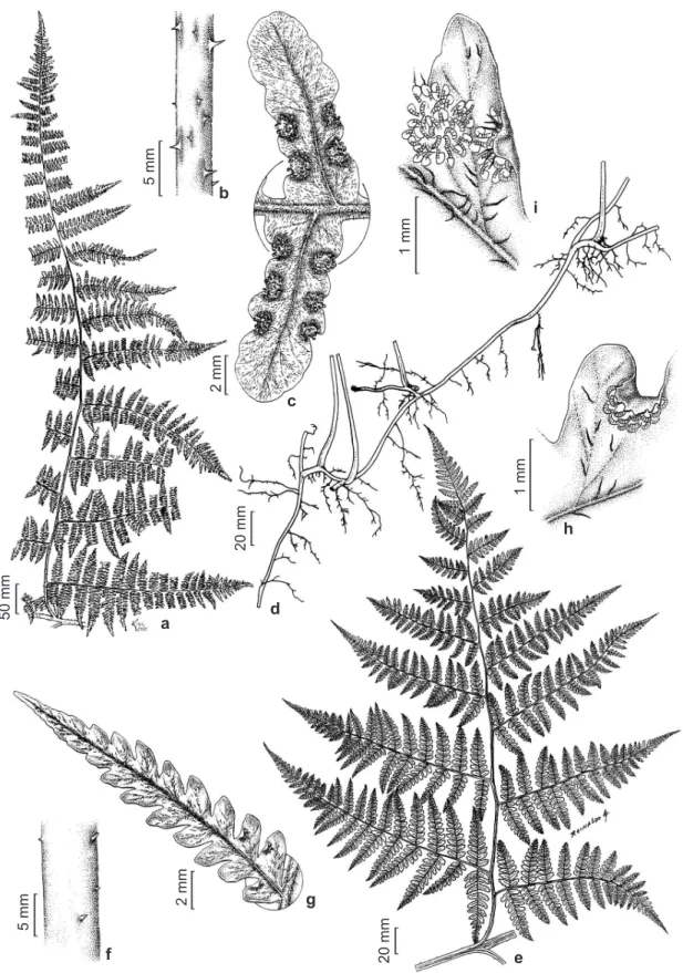 Figure 4 – a-c. Hypolepis acantha – a. basal pinna; b. section of the rachis; c. segments, abaxially