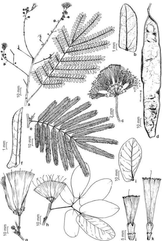 Figura 4 – a-d. Albizia polycephala – a. ramo floral; b. foliólulo; c. inflorescência com flores heteromórficas; d