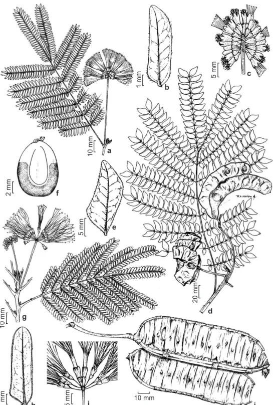 Figura 3 – a-c. Abarema langsdorfii – a. ramo floral; b. foliólulo; c. inflorescência com flores homomórficas